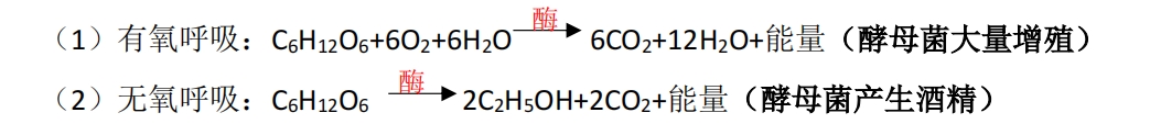 高中生物涉及的主要生化反应方程式